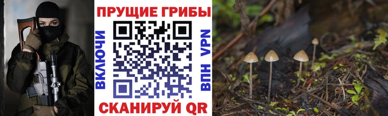 МЕГА ССЫЛКА  Южа  Галлюциногенные грибы Psilocybe 